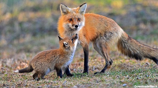آخرین خبر | عکس/ بچه روباه در کنار مادرش