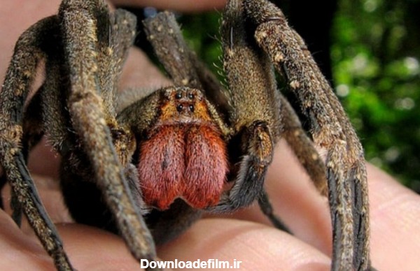 ۲۵ مرگبارترین و سمی ترین عنکبوت جهان که واقعا وجود دارند - مجله ...