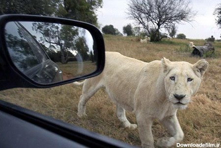 حمله یک شیر در آفریقای جنوبی منجر به مرگ گردشگر آمریکایی شد (+تصاویر)