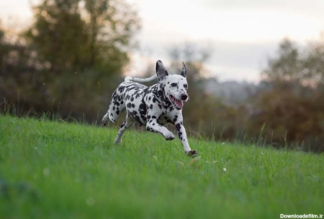 مشخصات کامل، قیمت و خرید نژاد سگ دالمیشن (Dalmatian) | پت راید