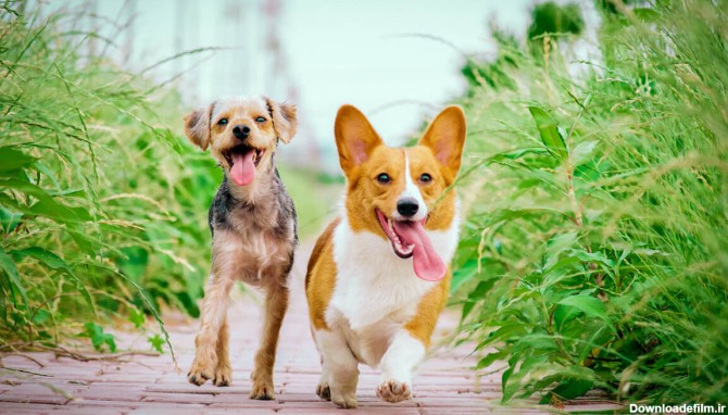 10 نژاد برتر سگ آپارتمان و بهترین انواع سگ خانگی و نژاد سگ های کوچک