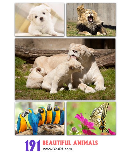 دانلود مجموعه 191 والپیپر با موضوع حیوانات Beautiful Animals Wallpaper