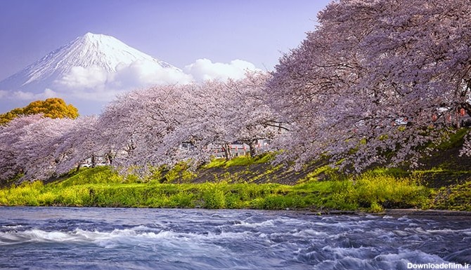تصویر پس زمینه شکوفه درختان در فصل بهار و کوه فوجی | فری پیک ...
