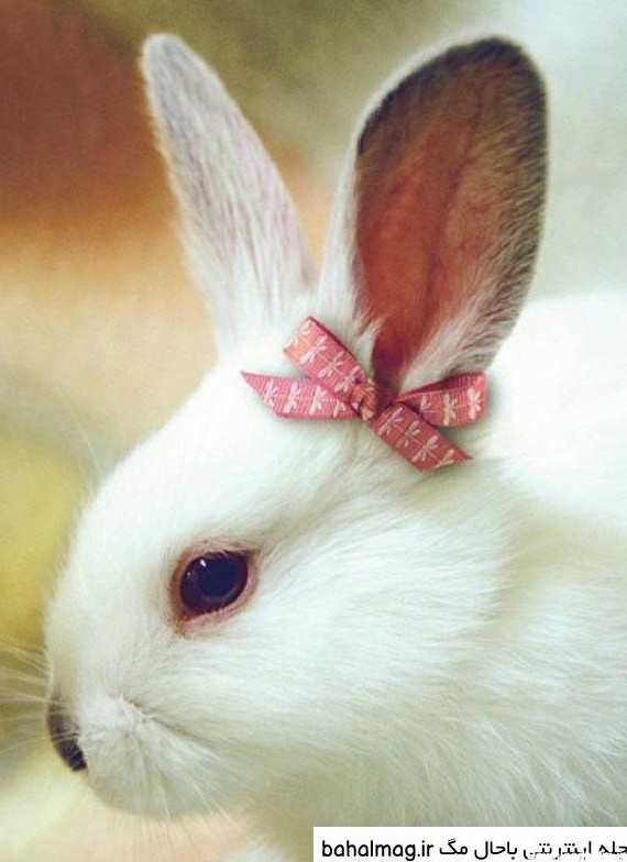 عکس پروفایل دخترونه با خرگوش