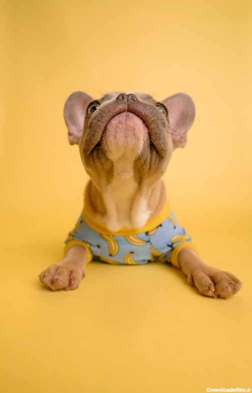 دانلود تصویر سگ پاکوتاه با لباس از نمای نزدیک