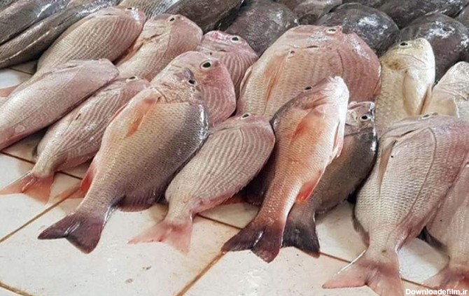 قیمت انواع ماهی ۱۱ دی ۱۴۰۲جدول - بهار نیوز