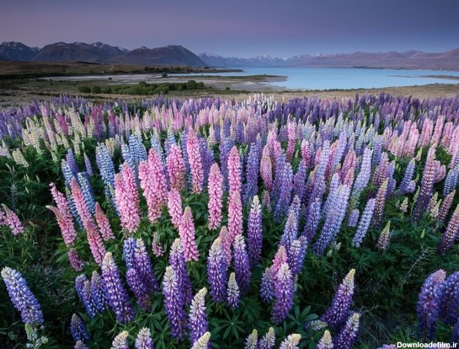 عکس/دریاچه ای زیبابا گلهای رنگارنگ - قدس آنلاین