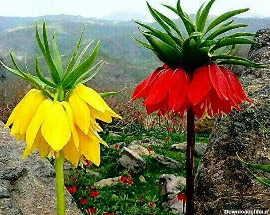 لاله واژگون | گل افسانه ای ایران ☀️ کارناوال