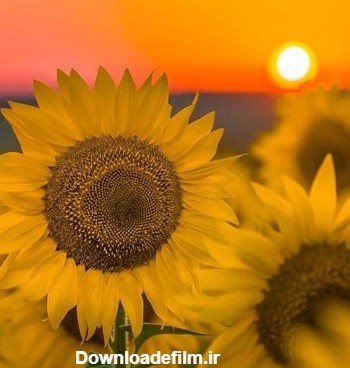 عکس گل آفتابگردان زیبا برای پروفایل | مزرعه گل آفتابگردون تماشایی