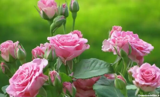 ۲۰ اردیبهشت به عنوان روز «گل‌محمدی و گلاب» در تقویم ثبت شد