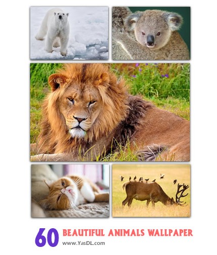 دانلود مجموعه 60 والپیپر حیوانات زیبا Beautiful Animals Wallpapers