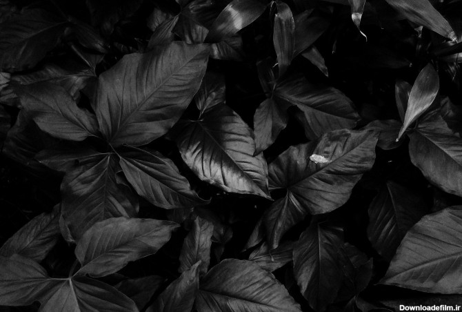 عکس زمینه برگ های سیاه پس زمینه | والپیپر گرام