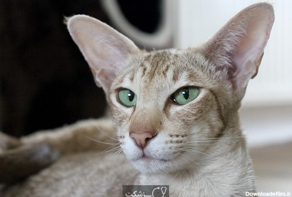 نژادهای گربه با چشمانی درشت || 13 نژاد گربه با چشمانی درشت را بشناسید.