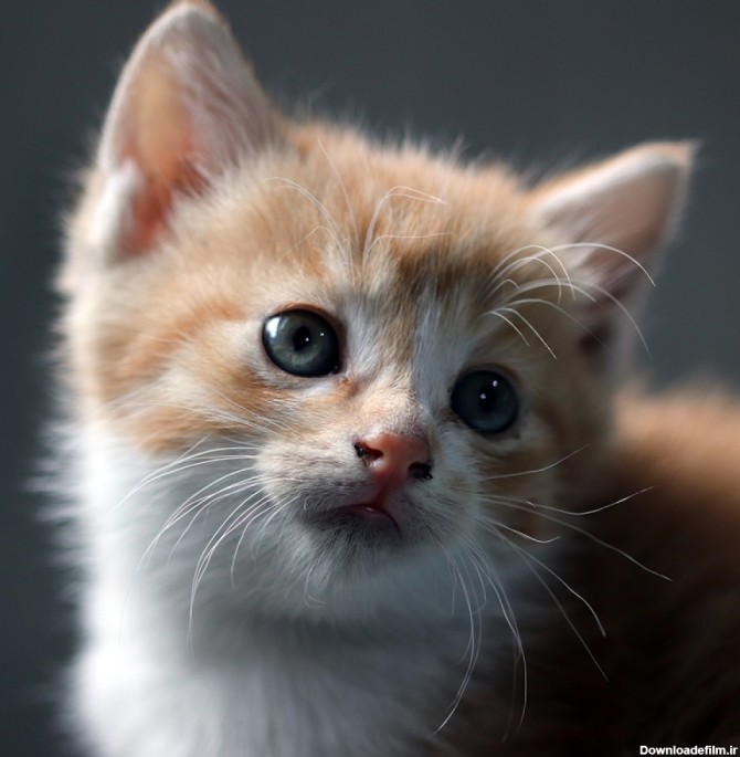 عکس 4k بچه گربه زیبا و بازیگوش با کیفیت بالا | image 4k Cat ...