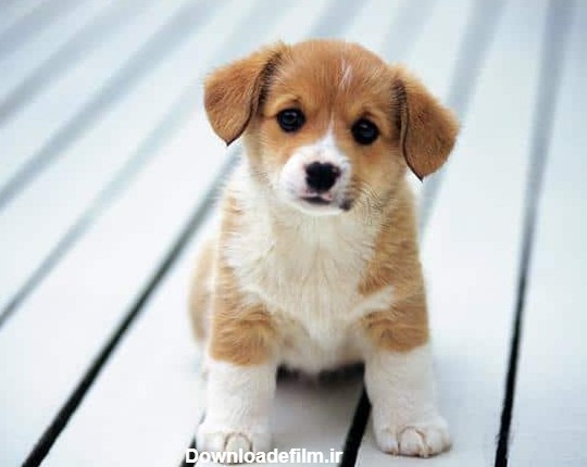 عکس سگ | مجموعه 100 عکس زیبا از سگ های با مزه و کیوت خارجی