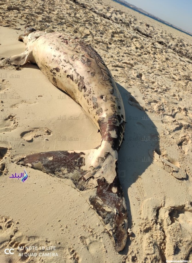 جسد حیرت‌انگیز پری دریایی در سواحل