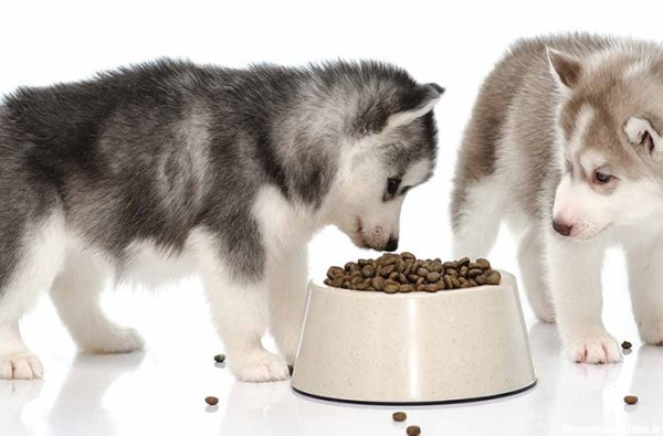 غذای سگ های هاسکی چیست؟| نکات مهم درباره غذای سگ هاسکی!