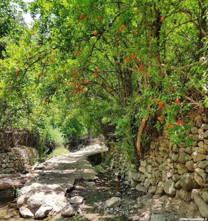 درختان میوه در مسیر پرچین سنگی روستای دشتک شیراز