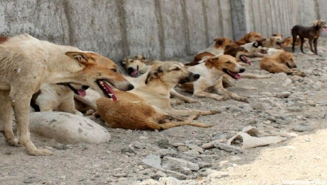 فراری دادن سگ‌های ولگرد جمع آوری شده در تربت حیدریه