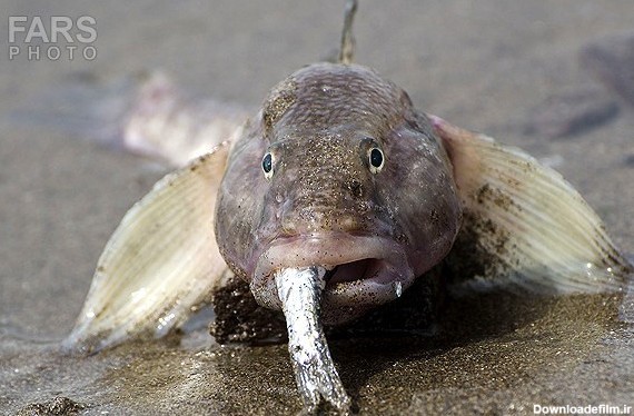 تصاویر: مرگ هزاران ماهی در ساحل خزر | سایت انتخاب