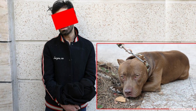 جزئیات حمله سگ پیت بول به 2 مرد در شمال تهران / صاحب سگ ...