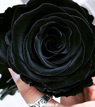 عکس گل رز مشکی زیبا برای پروفایل + تصاویر 30 گل زیبای رز عاشقانه سیاه