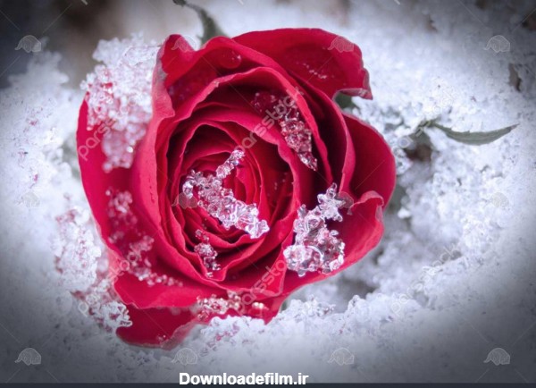 عکس گل رز در یخ - عکس نودی