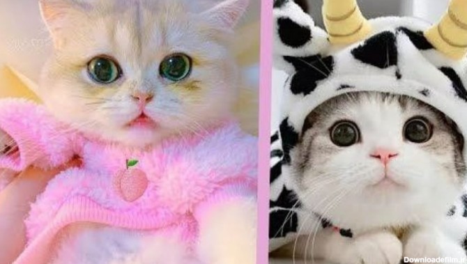 بچه گربه های ناز کیوت - حیوانات خانگی
