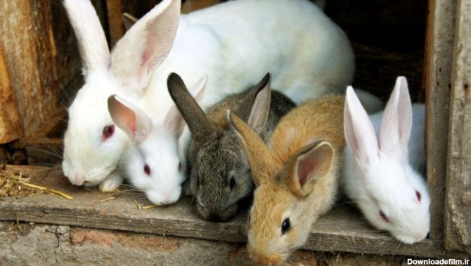 مدت بارداری خرگوش چقدر است؟-@ITPetnet