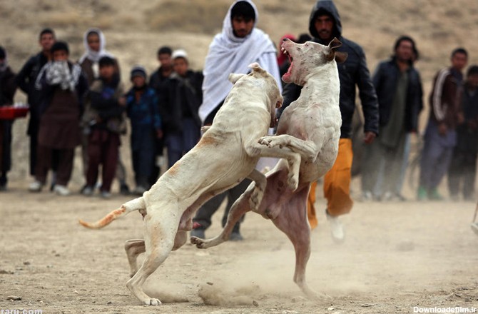 (تصاویر) جنگ خونین سگ‌ها؛ تفریح مردم کابل