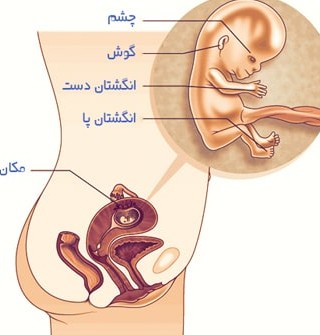 هفته یازدهم بارداری - در هفته یازدهم بارداری وضعیت جنین و مادر ...