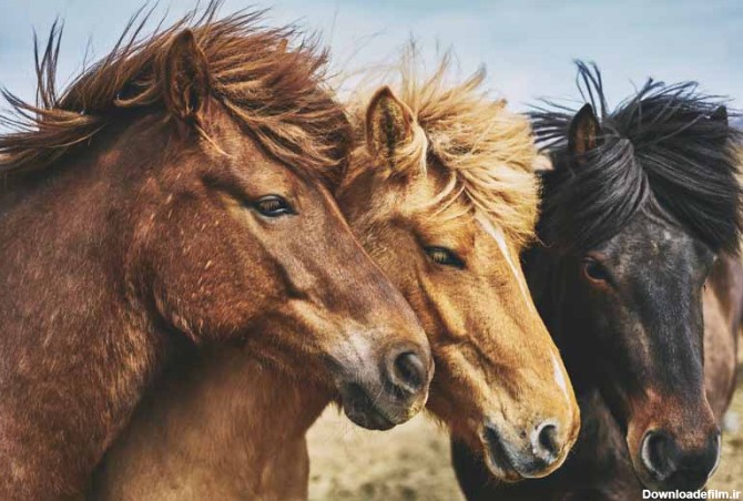 دانلود تصویر سه عدد اسب وحشی