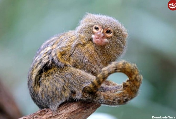 ویدئو) صحنه ای باورنکردنی از مقایسه اندازه کوچکترین میمون جهان با ...