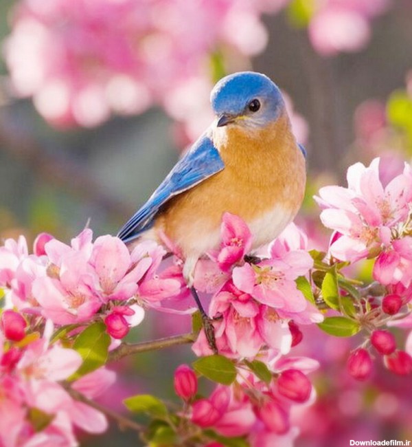 تصاویر زیبا از بهار طبیعت