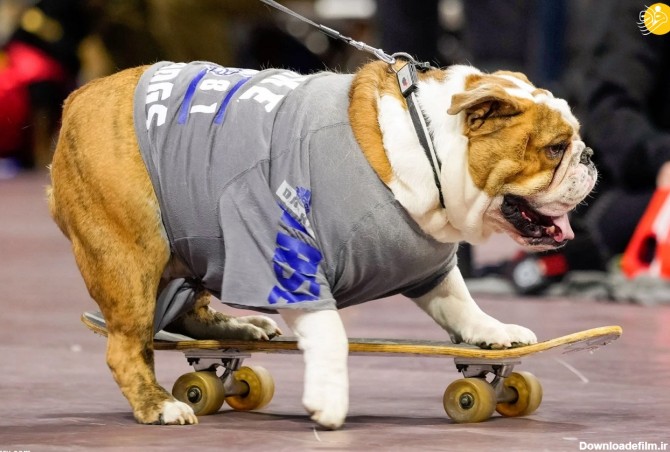 فرارو | (تصاویر) مسابقه انتخاب زیباترین سگ بولداگ