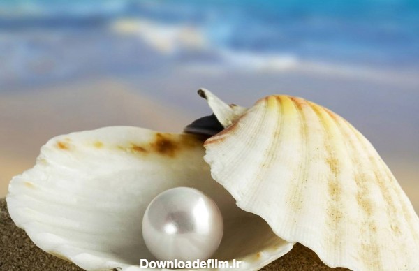 عکس صدف با مروارید seashell pearl