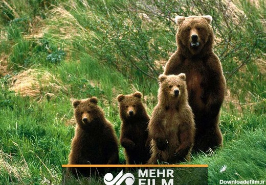 این خرس‌های قهوه‌ای ایرانی هستند