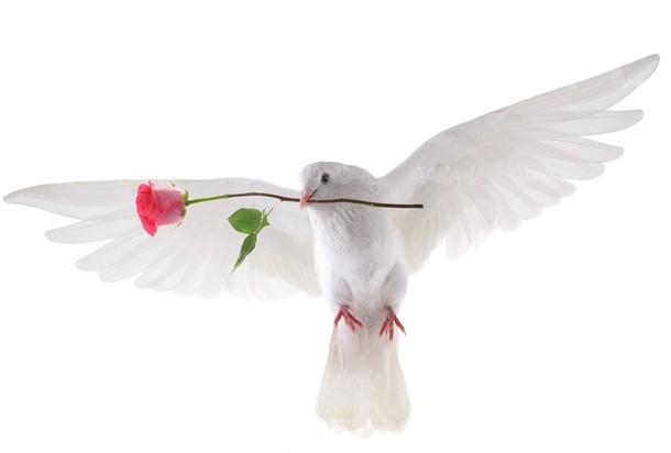 عکس با کیفیت کبوتر سفید - ایران طرح