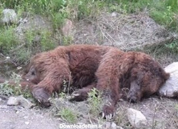 شکارچی خرس در جنگل رامیان دستگیر شد! + عکس- اخبار محیط زیست ...