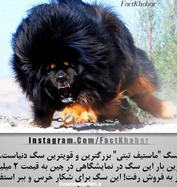 بزرگترین و قوی ترین سگ عجیب دنیا+عکس