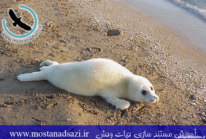 زندگی فک های دریایی در شمال ایران - مستند سازی