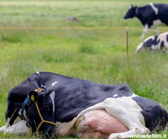 گاوی که شیر کم چرب تولید می کند!/ عکس - خبرآنلاین
