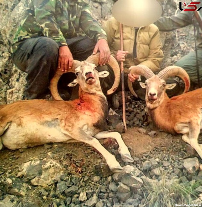 دستگیری شکارچی حیوانات خاص در تهران+عکس
