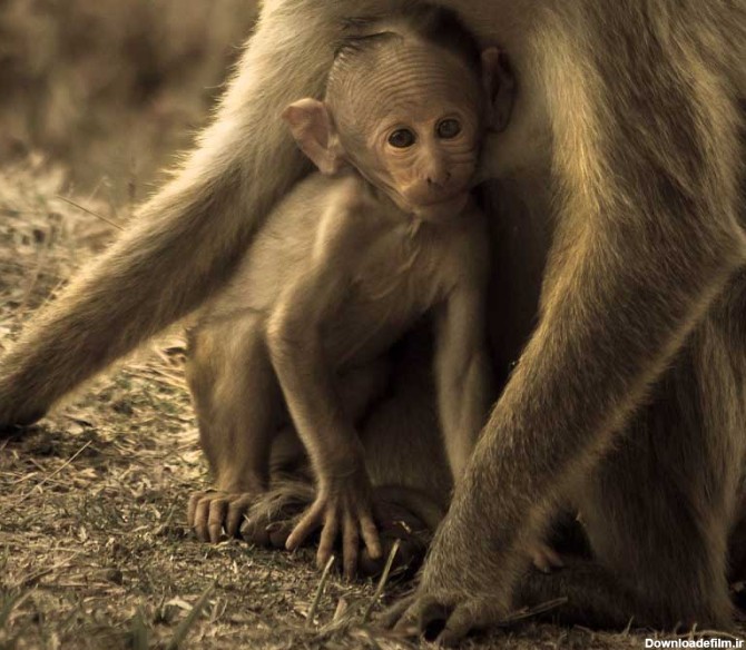 دانلود تصویر بچه میمون قهوه ای | تیک طرح مرجع گرافیک ایران