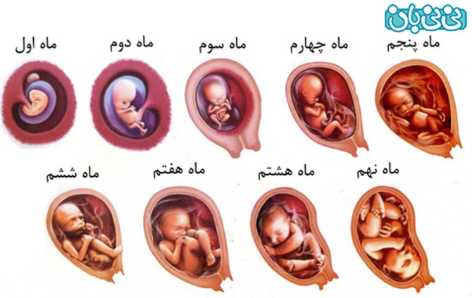 تغییرات جنین در ماه سوم بارداری