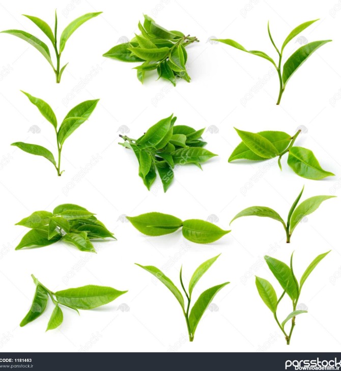 چای سبز برگ جدا شده در پس زمینه سفید 1181463