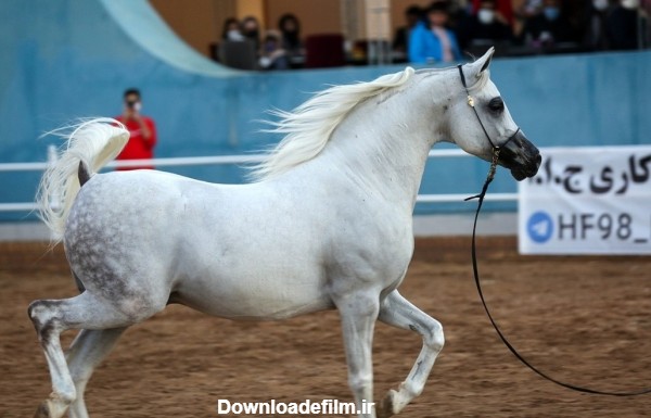 تصاویر| مسابقات زیبایی اسب اصیل عرب