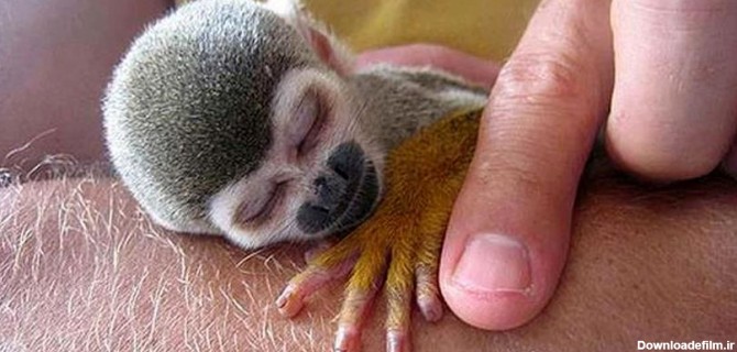 کوچکترین میمون جهان / عکس