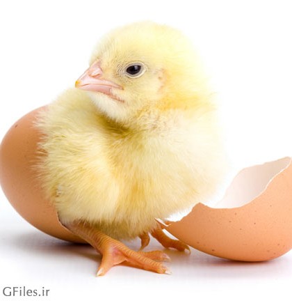 عکس به دنیا آمدن جوجه با خروج از تخم مرغ