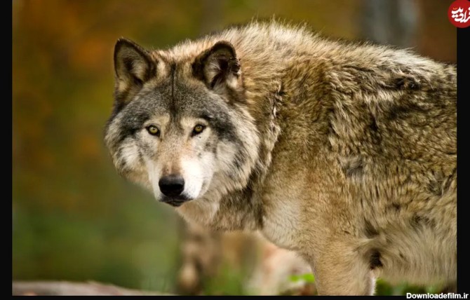 ۱۱ واقعیت جالب در مورد گرگ‌ها که هرگز نمی‌دانستید!